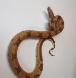 Hypo het albino - lipstick line - males and females - for sale