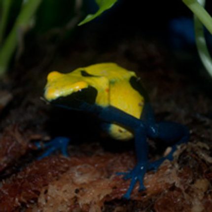 Citronella Dart Frogs For Sale