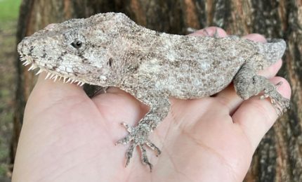 Cuban False Chameleons for sale