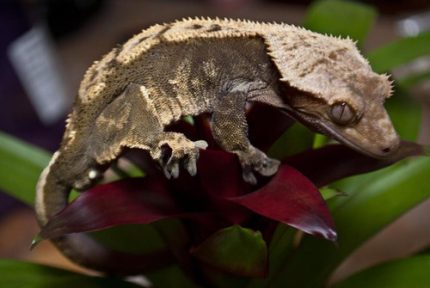 Crested Geckos for sale