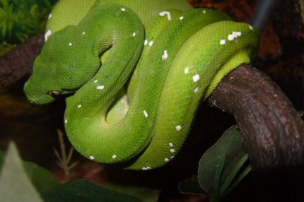 Adult Green Tree Python for sale
