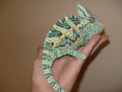 Veiled Chameleons for Sale (Chameleo calypratus) - ADULT