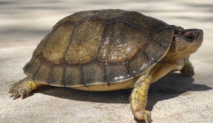 Furrowed wood turtle