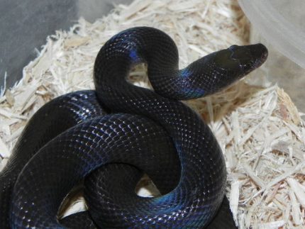 African House Snakes for Sale