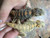 Painted Agamas for sale | Snakes at Sunset
