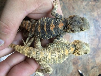 Painted Agamas for sale | Snakes at Sunset