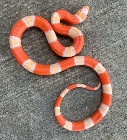 Albino Tri Color Honduran Milk Snake for sale