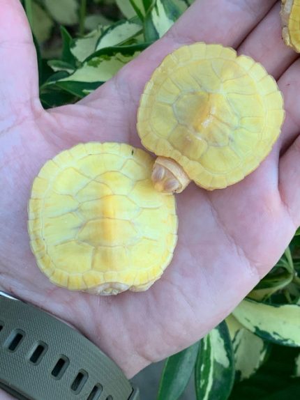 Albino Red Ear Sliders for sale | Snakes at Sunset