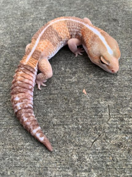 Albino Striped Fat Tail Gecko Adult