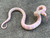 Albino Abberant  California King Snake for sale  | Snakes at Sunset