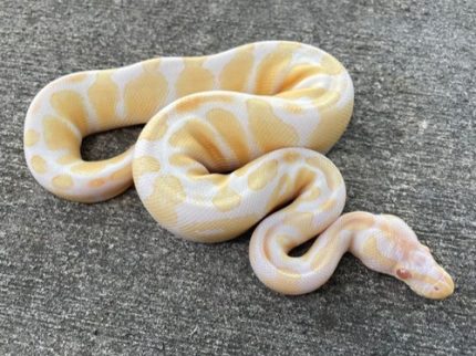 Albino Ball Python for sale | Snakes at Sunset
