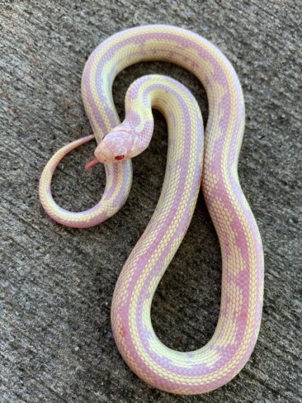 Albino Banana Cal King snake for sale