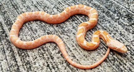 Albino Black Rat Snake for sale