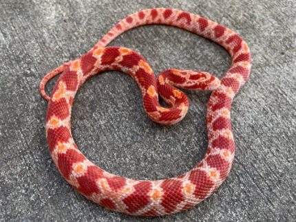 Albino Bloodred Corn Snake for sale | Snakes at Sunset