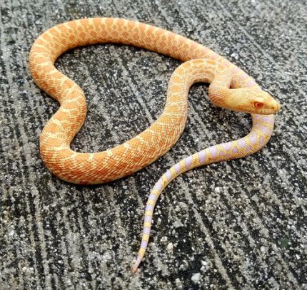 Albino Bull Snake for sale