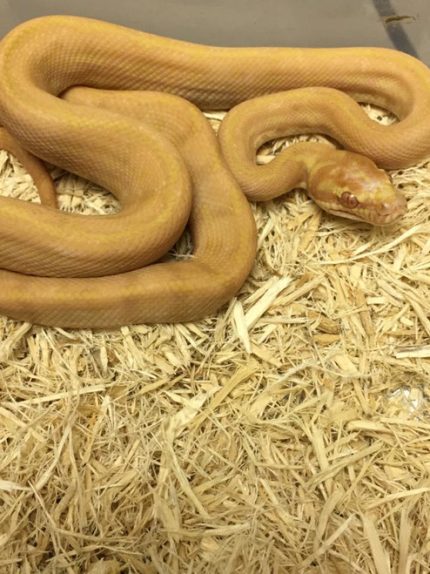 Albino Carpet Pythons for sale | Snakes at Sunset