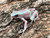 ALBINO Auratus Dart Frogs For Sale (Dendrobates auratus) SUB ADULTS
