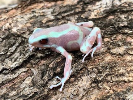 ALBINO Auratus Dart Frogs For Sale (Dendrobates auratus) SUB ADULTS