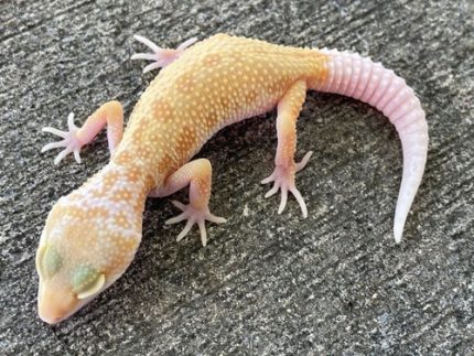 Albino Leucistic Leopard Gecko for sale