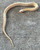 Albino Garter Snake for sale
