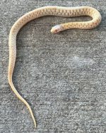 Albino Garter Snake for sale