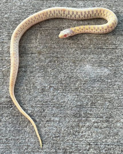 Albino Garter Snake for sale