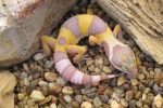 Albino  Leopard Gecko for sale at Snakes at Sunset
