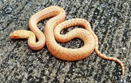 Albino Striped Gopher Snake for sale