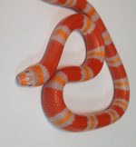 Tangerine Albino Honduran Milk Snake for sale
