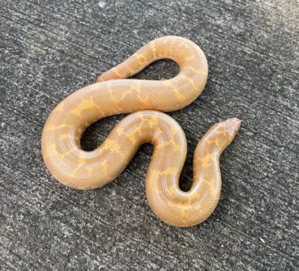 albino sand boa for sale