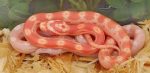 Albino Motley Corn snake for sale