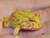 Albino Pacman Frogs for sale