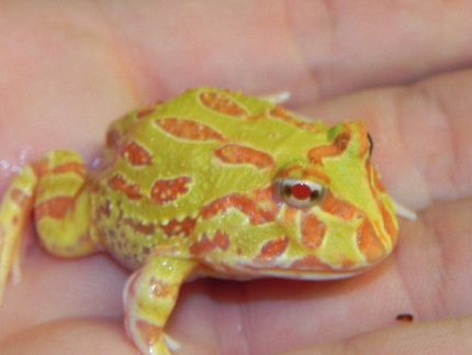 Albino Pacman Frogs for sale