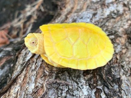Albino Red Ear Sliders for sale | Snakes at Sunset