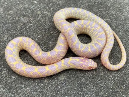 Albino Speckled King Snake for sale