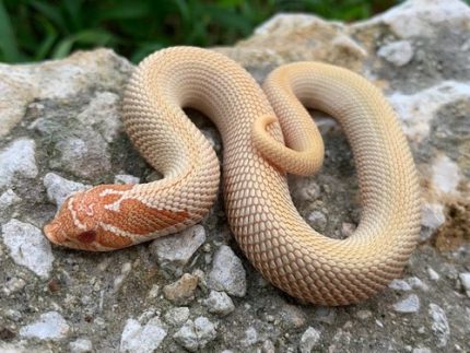 Albino Super Anaconda Hognose for sale