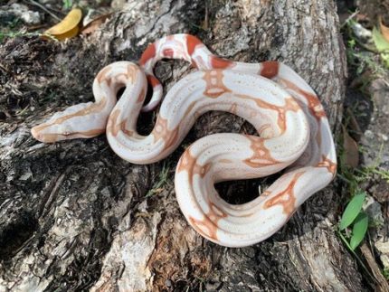 Albino Suriname Red Tail Boa