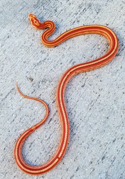 Albino Tessera Corn Snake for sale