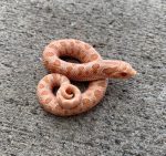 Albino Anaconda Hognose for sale