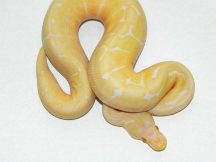 Albino Spider Ball Pythons for sale | Snakes at Sunset