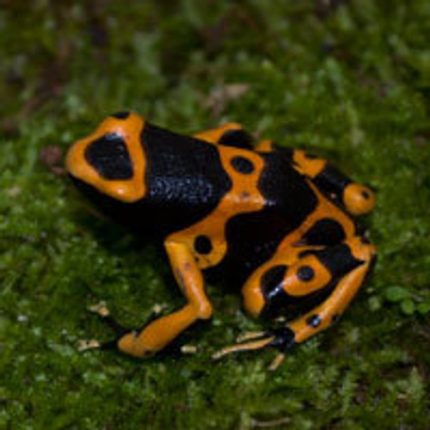 Bumble Bee Dart Frog Adults for sale (Dendrobates leucomela)