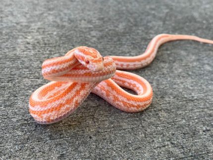 Creamiscle Tessera Corn Snake for sale | Snakes at Sunset
