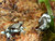 Amazon Milk Frogs for Sale (Trachecyphalus resinifictrix)