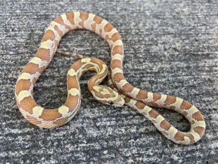 Amber  Corn Snake