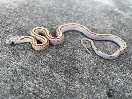 Amber Stripe Corn Snake
