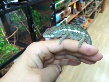 Ambilobe Panther Chameleon for sale