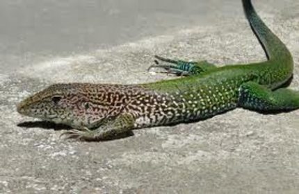 Green Ameiva for sale (Ameiva ameiva)