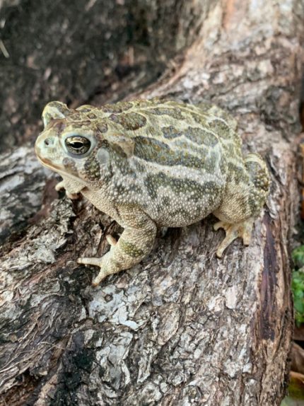Toads for sale | Snakes at Sunset