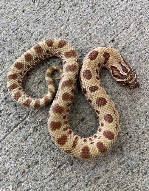 Anaconda HET TOFFEE phase Western Hognose Snakes for sale Anaconda HET TOFFEE phase Western Hognose Snakes for sale