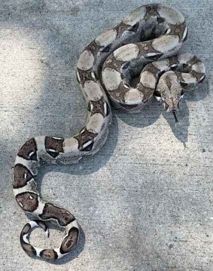 Anery Colombian Boa Constrictor for sale